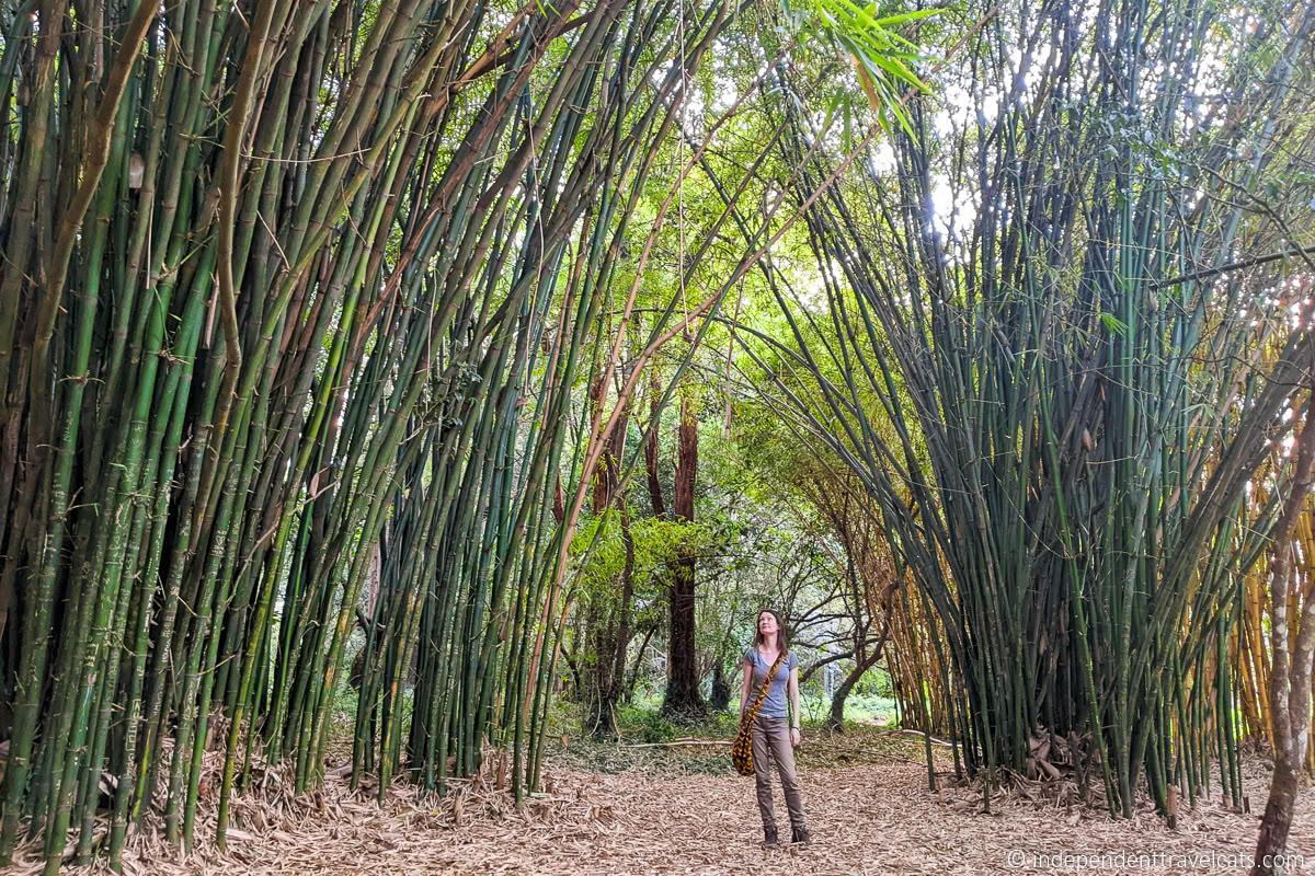 Nairobi Arboretum bamboo Top Things to do in Nairobi Kenya travel guide