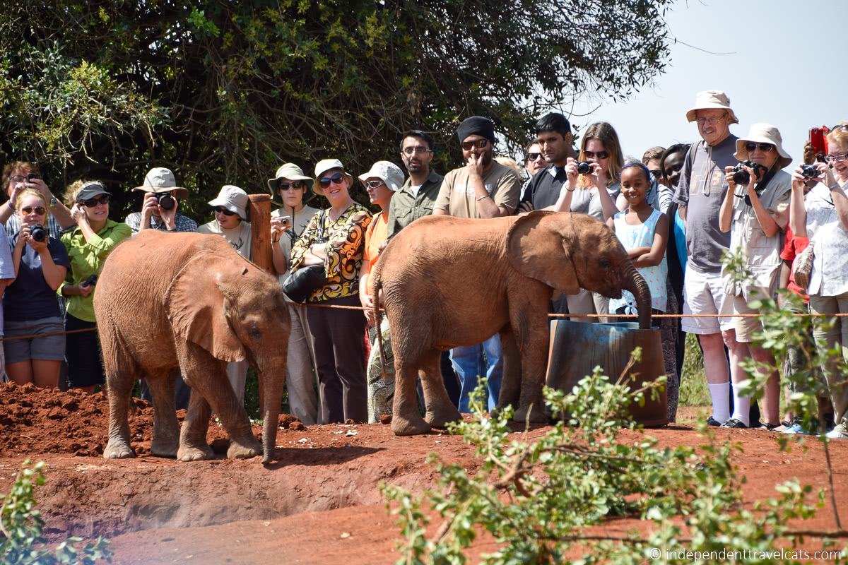 David Sheldrick Wildlife Trust Elephant Orphanage baby elephants things to do in Nairobi Kenya travel guide