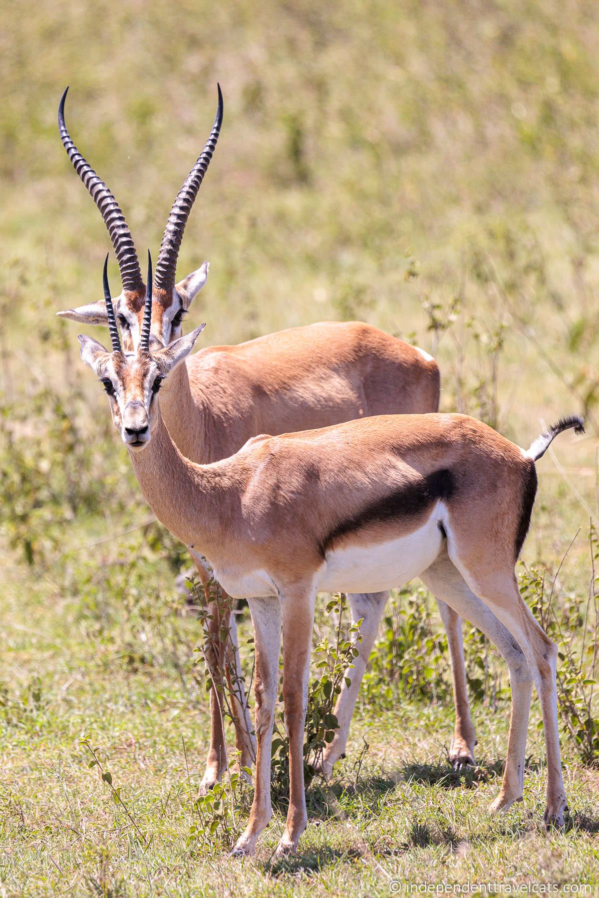 Thomson's gazelle things to do in Nairobi Kenya travel guide