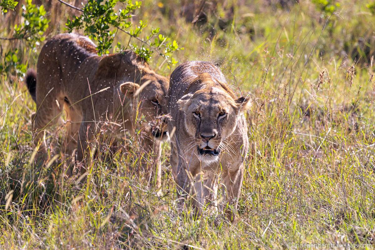 lions Nairobi National Park Top Things to do in Nairobi Kenya