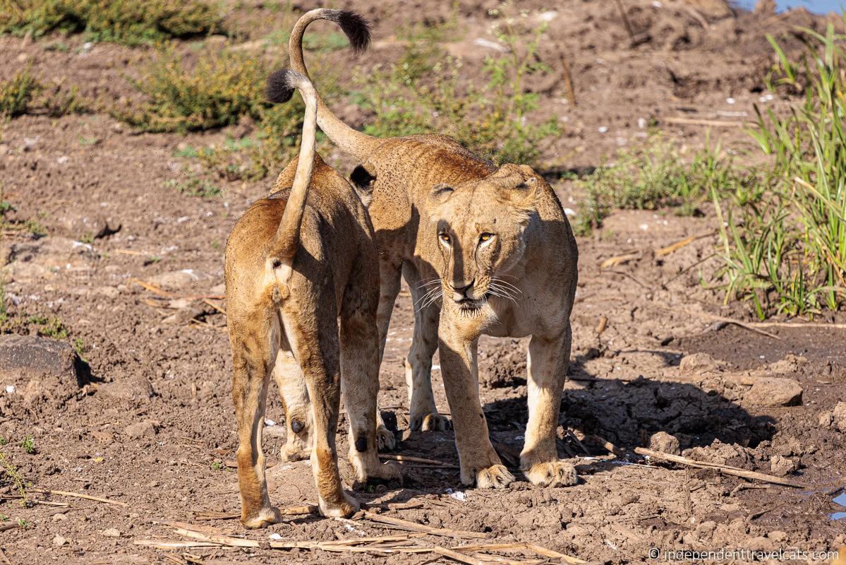 lions Nairobi National Park 1 day Nairobi Kenya itinerary