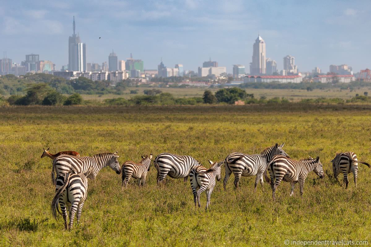 Nairobi National Park Nairobi skyline view 1 day Nairobi Kenya itinerary