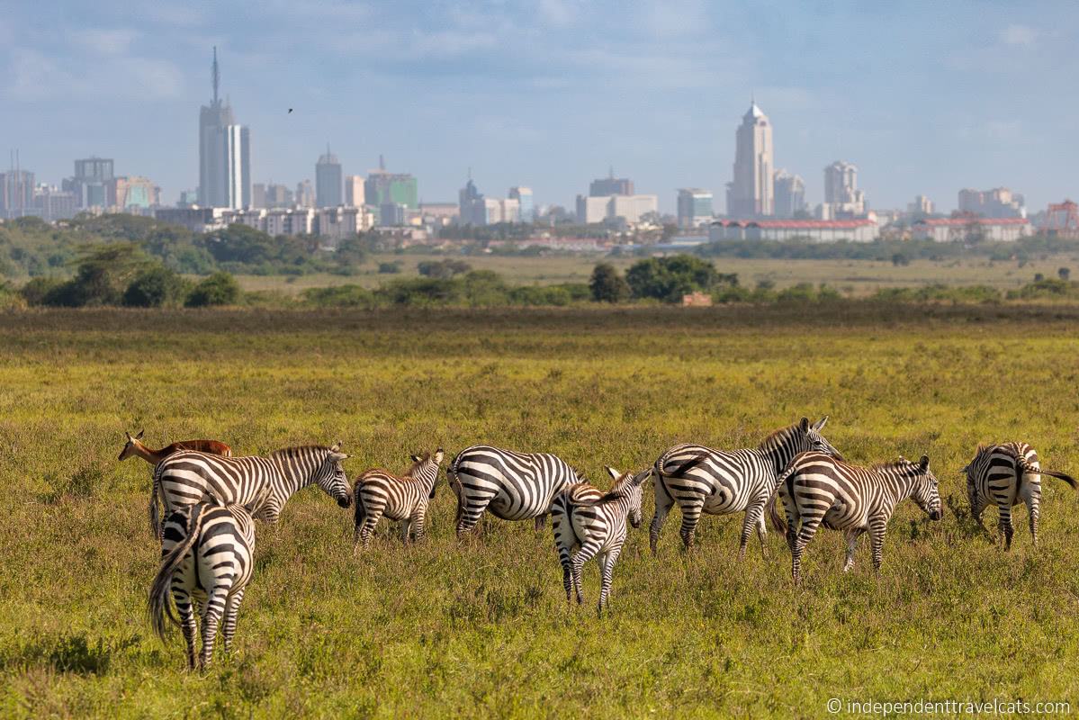 10+ Interesting Zebra Facts – Everything You Need to Know  