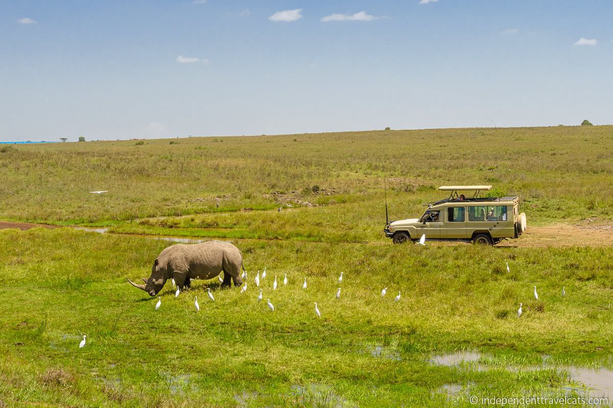 rhino safari Nairobi National Park Top Things to do in Nairobi Kenya