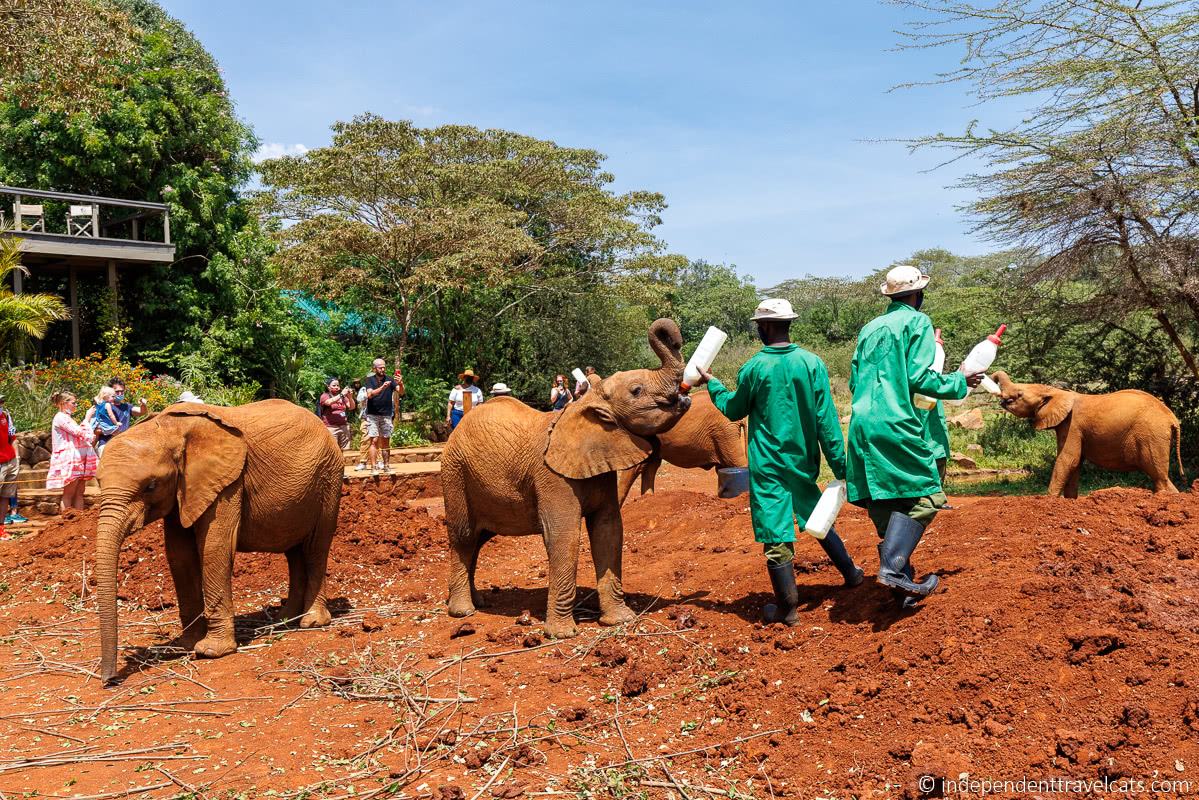David Sheldrick Wildlife Trust Elephant Orphanage baby elephants things to do in Nairobi Kenya travel guide