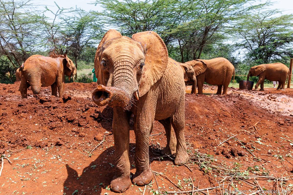 David Sheldrick Wildlife Trust Elephant Orphanage baby elephants things to do in Nairobi Kenya travel guide